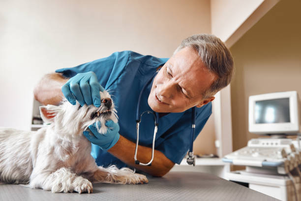 Best Same-Day Emergency Dental Services in Skiato, OK